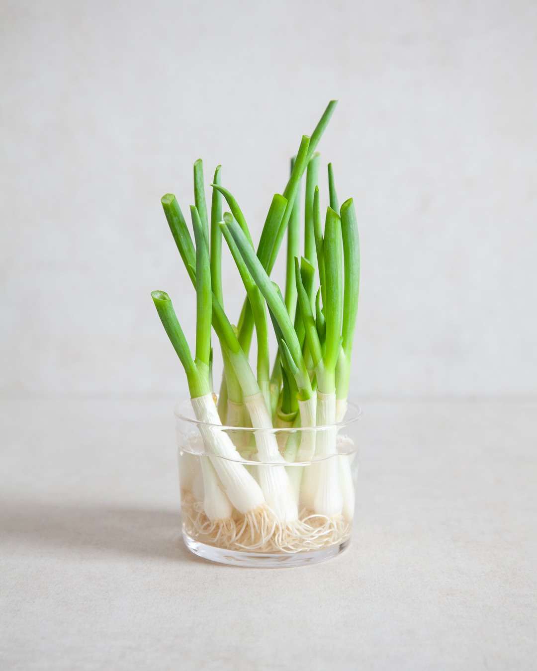 How to Regrow Spring Onions